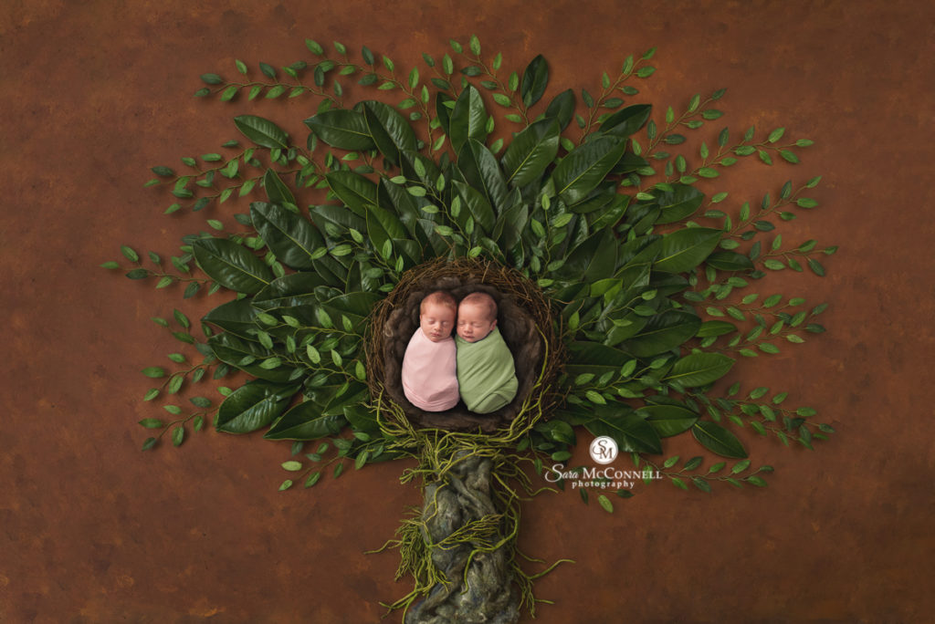 Newborn twins in a tree photo