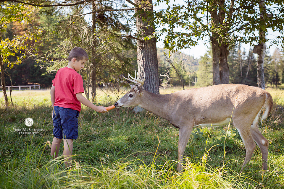 boy feeding a deer a carrot at parc omega