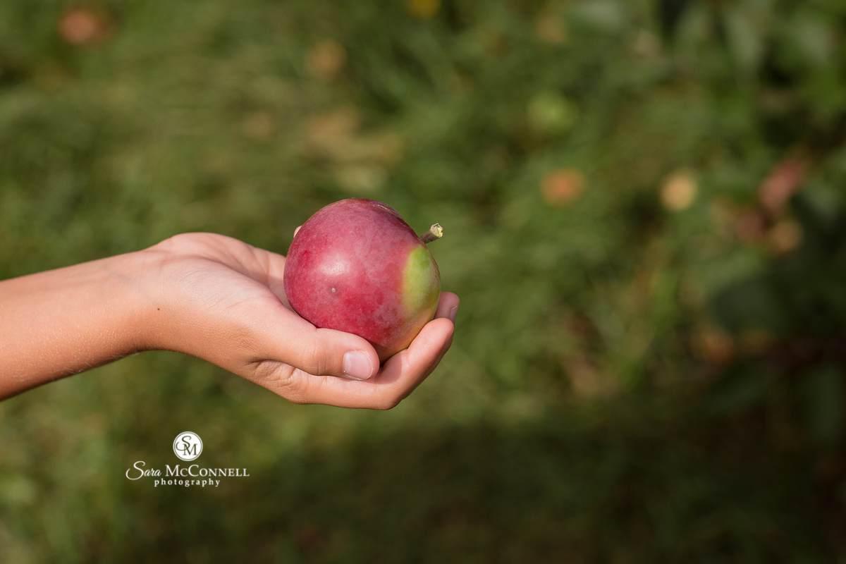 Taking photos at the apple orchard | Ottawa Family Photographer